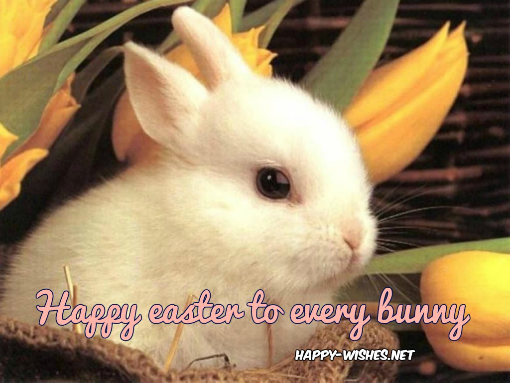 cute-bunny easter