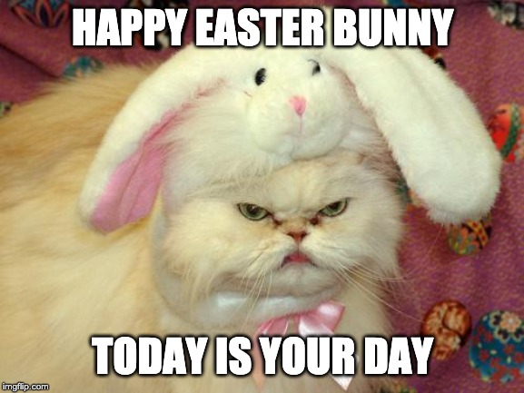 Happy easter bunny today is your day