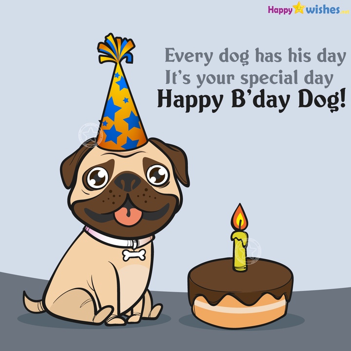Every Dog Has its day and today is your day