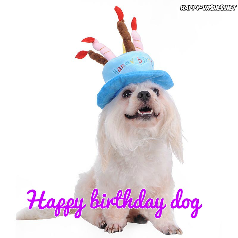 Happy-birthday-images-for-Dogs