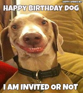 Happy Birthday Wishes For Dog - Quotes, Images & Memes