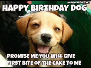 Happy Birthday Wishes For Dog - Quotes, Images & Memes