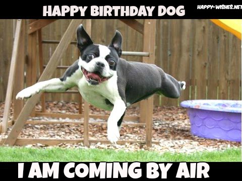 Happy-birthday-memes-for-Dog