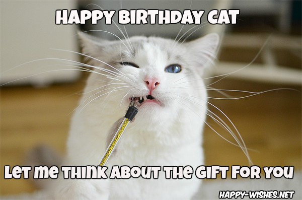 Happy-birthday-memes-for-cats