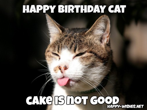 Happy-birthday-memes-for-cats
