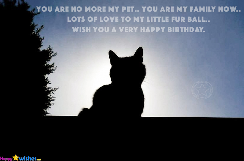 you are my family, wish you a very happy birthday cat
