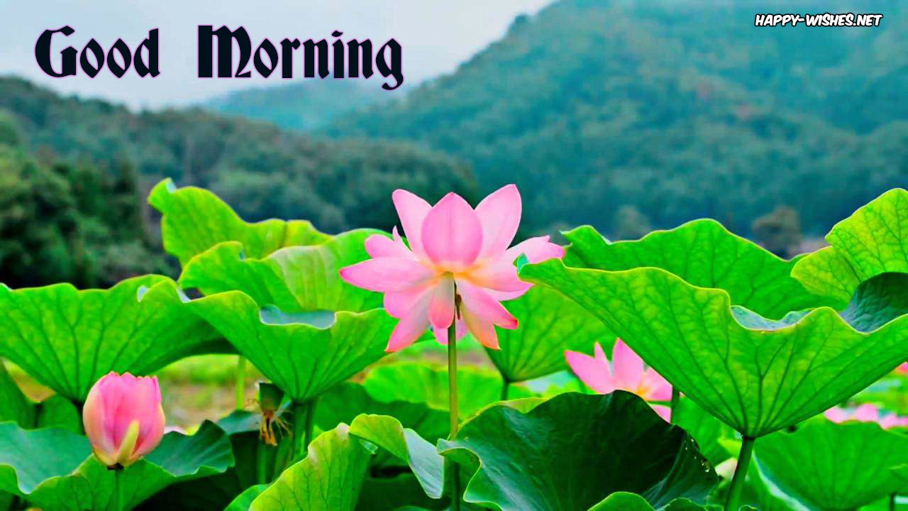 25+ Good Morning Nature Images