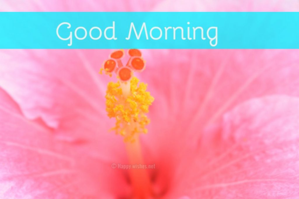 Best Good Morning Wishes Pink Flower Background