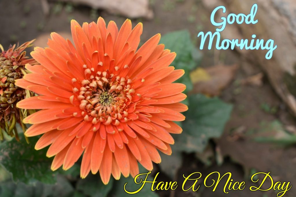 Good Morning Wishes With Flowers Images