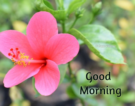 Good Morning Wishes With Pink Flower Images