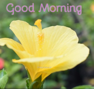 Good Morning Wishes With Yellow Flower Image