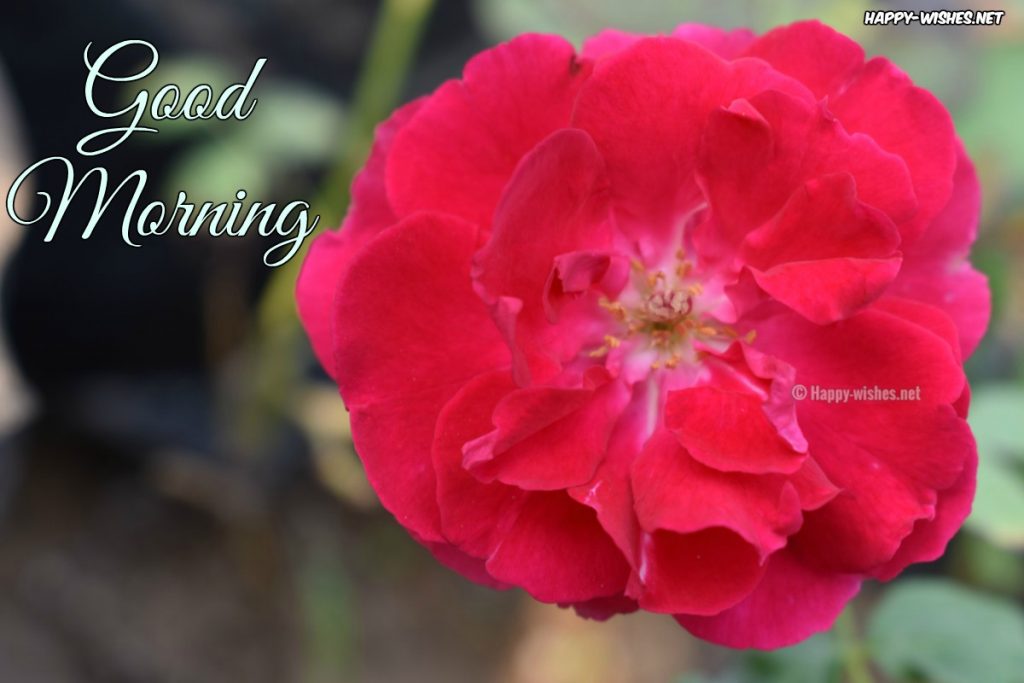 Good Morning Wishes with Red flower in Background images