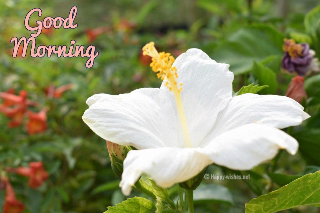 Good Morning Wishes with white flower images