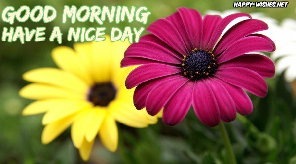 Good morning Wishes With flowers images