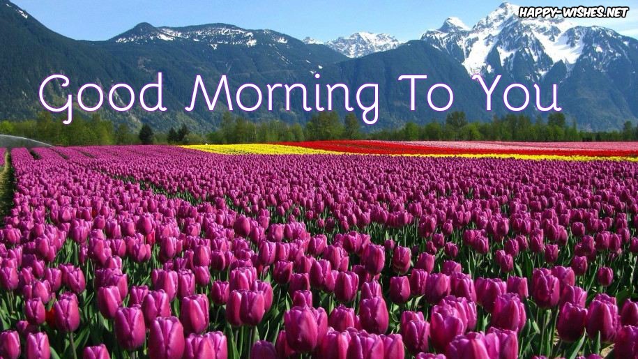 Good morning Wishes With flowers images