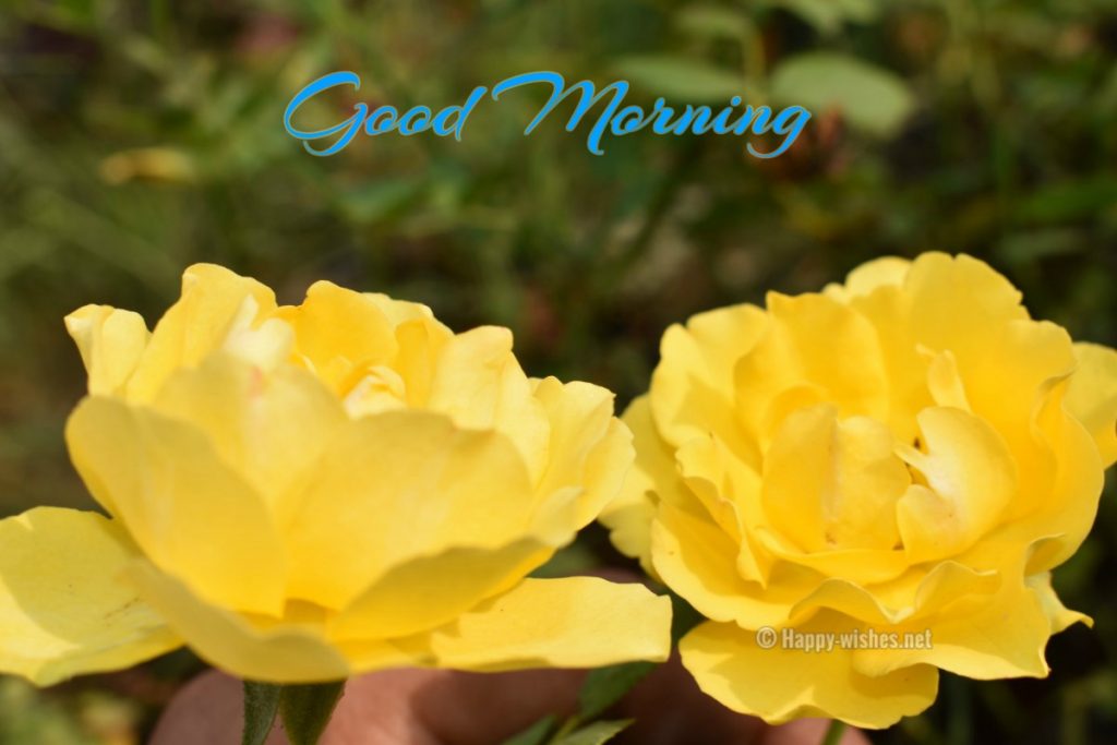 Two Yellow flower in Background images