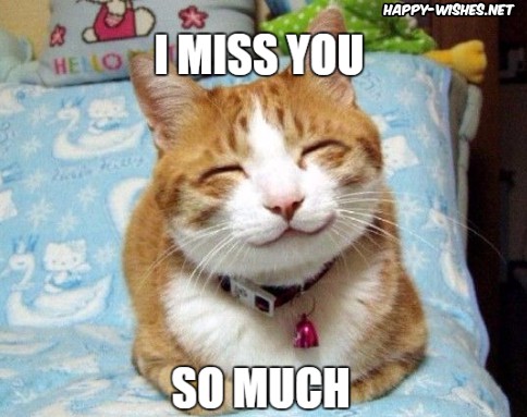 best I miss you meme for love