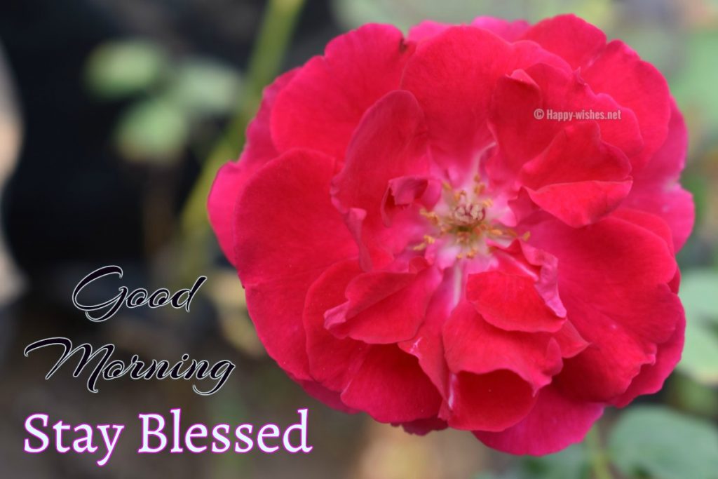 Best Good Morning Blessing wishes