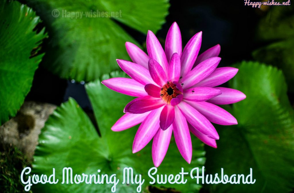 Best Good Morning My Sweet Husband images