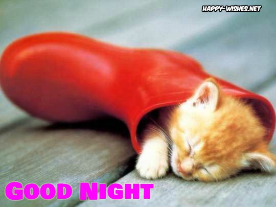Funny Kitty Good night image