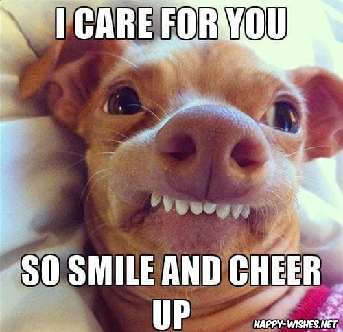 Smiling dog Cheer up meme