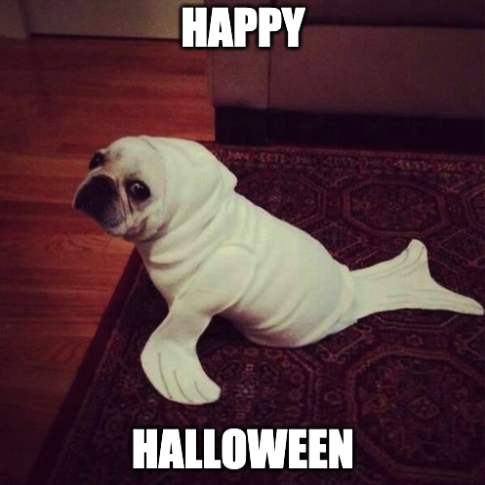 dog in fish costume meme