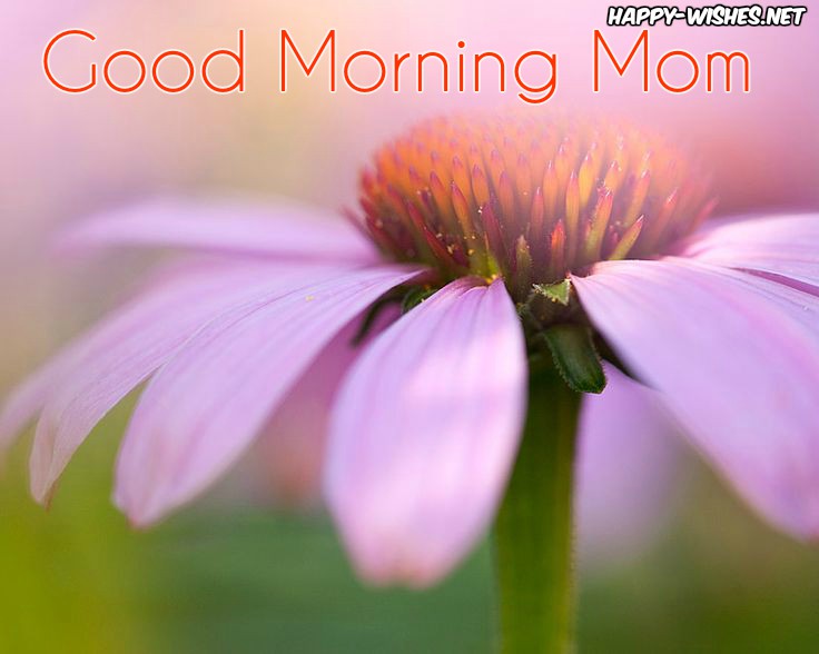 Beautifull flower Good morning mom images