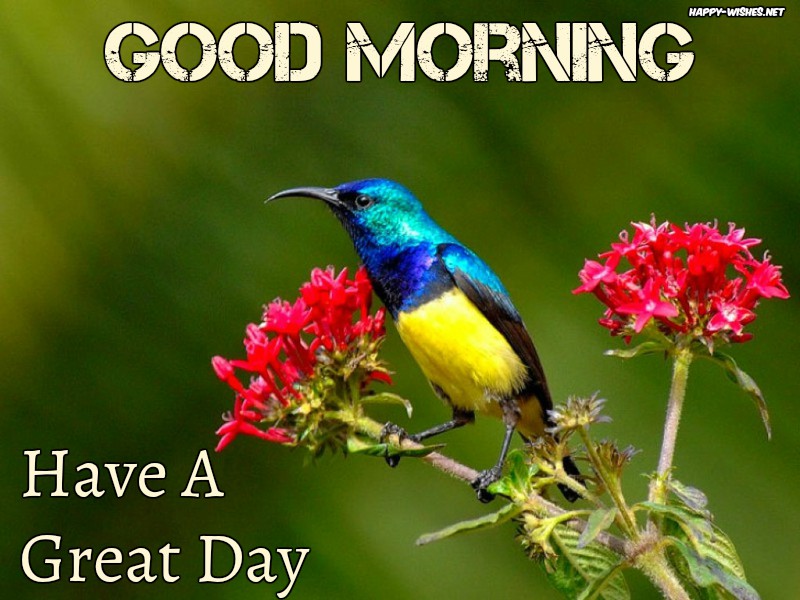 Bird and flower Good morning images