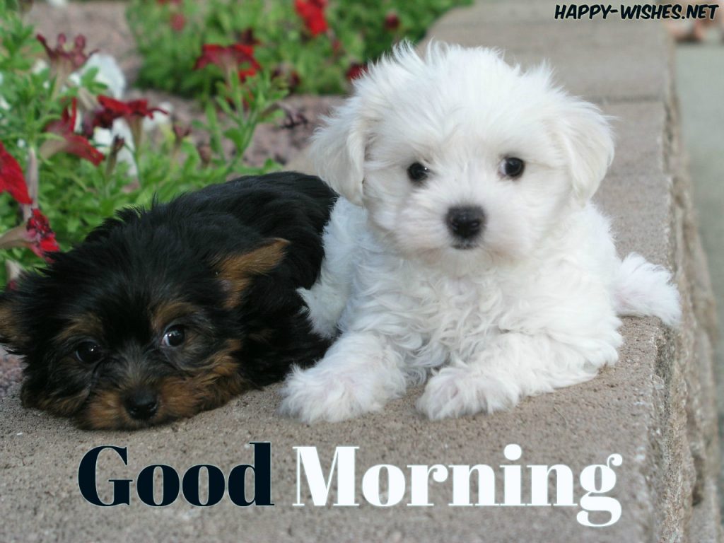 Black and white Good Morning Images for Puppy Lovers