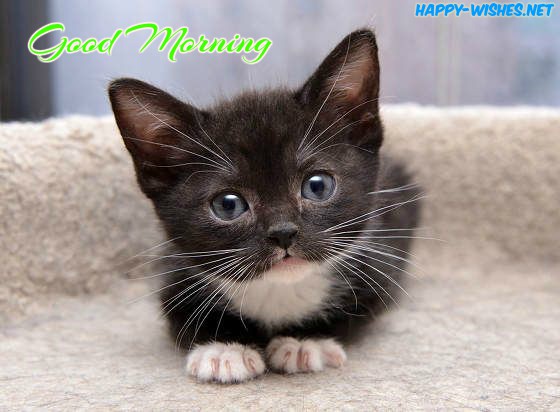 Black cat Good morning wishes