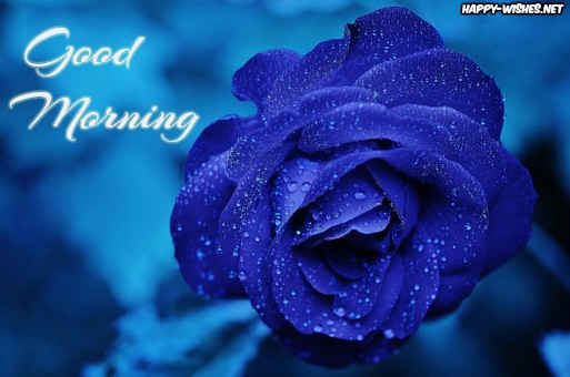 Blue Rose Good Morning Wishes With Rose Pictures