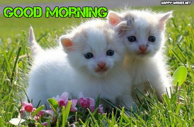 Cat coupel Good morning wishes