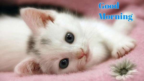 Cute Kitten Good morning images