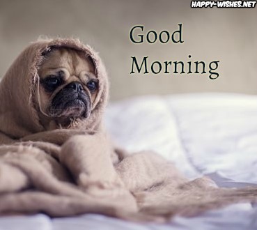 Cute Puppy in Bedsheet Good morning images