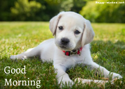 Cute Pups Good Morning Images for Puppy Lovers