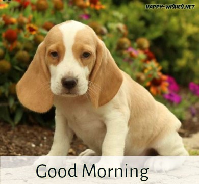 Cute puppy images for good morning wishes