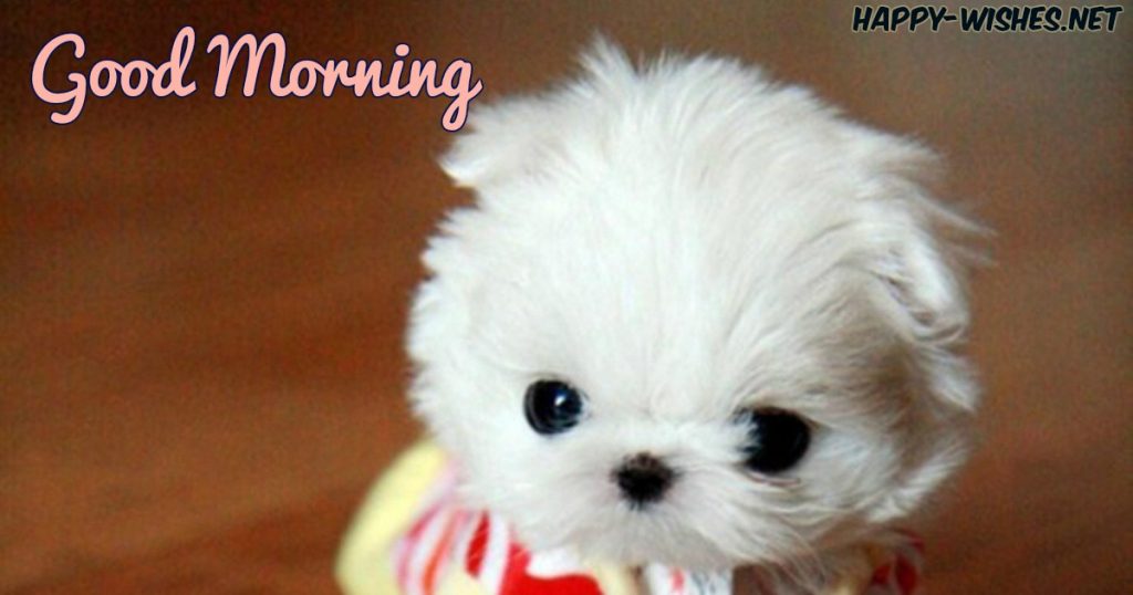 Cute puppy morning wishes