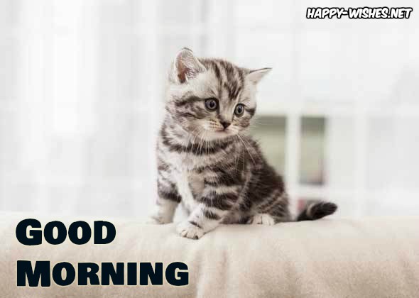 GOOD MORNING CAT IMAGES