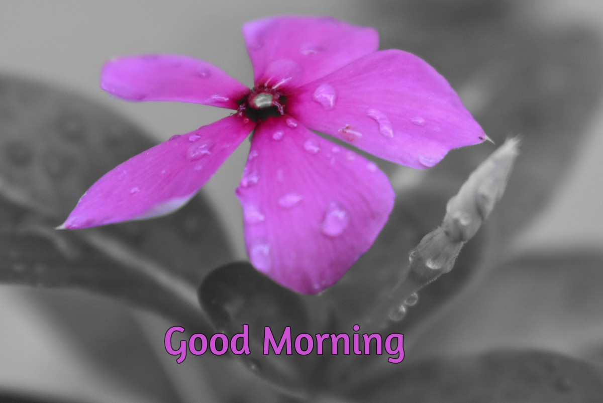 Good Morning Flower Wishes