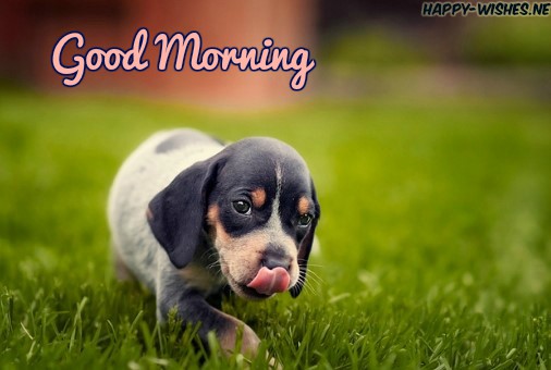 Good Morning Images for Puppy Lovers cute black dog