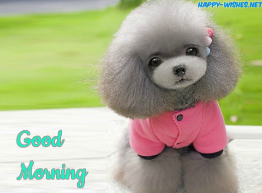 Good Morning Images for Puppy Lovers female cute dog