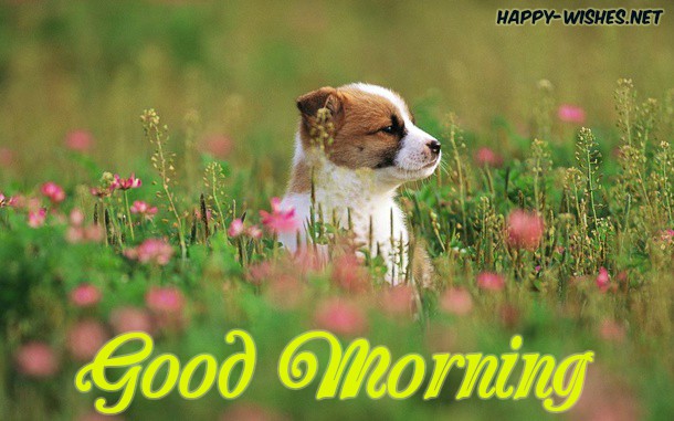 Good Morning Images for Puppy Lovers puppy in garden