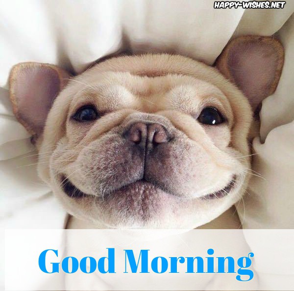Good Morning Images for puppy lovers sleeping puppy images