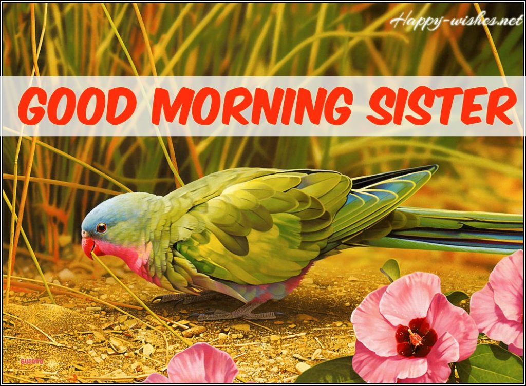 Good Morning Sister wishes with beautiful bird images.