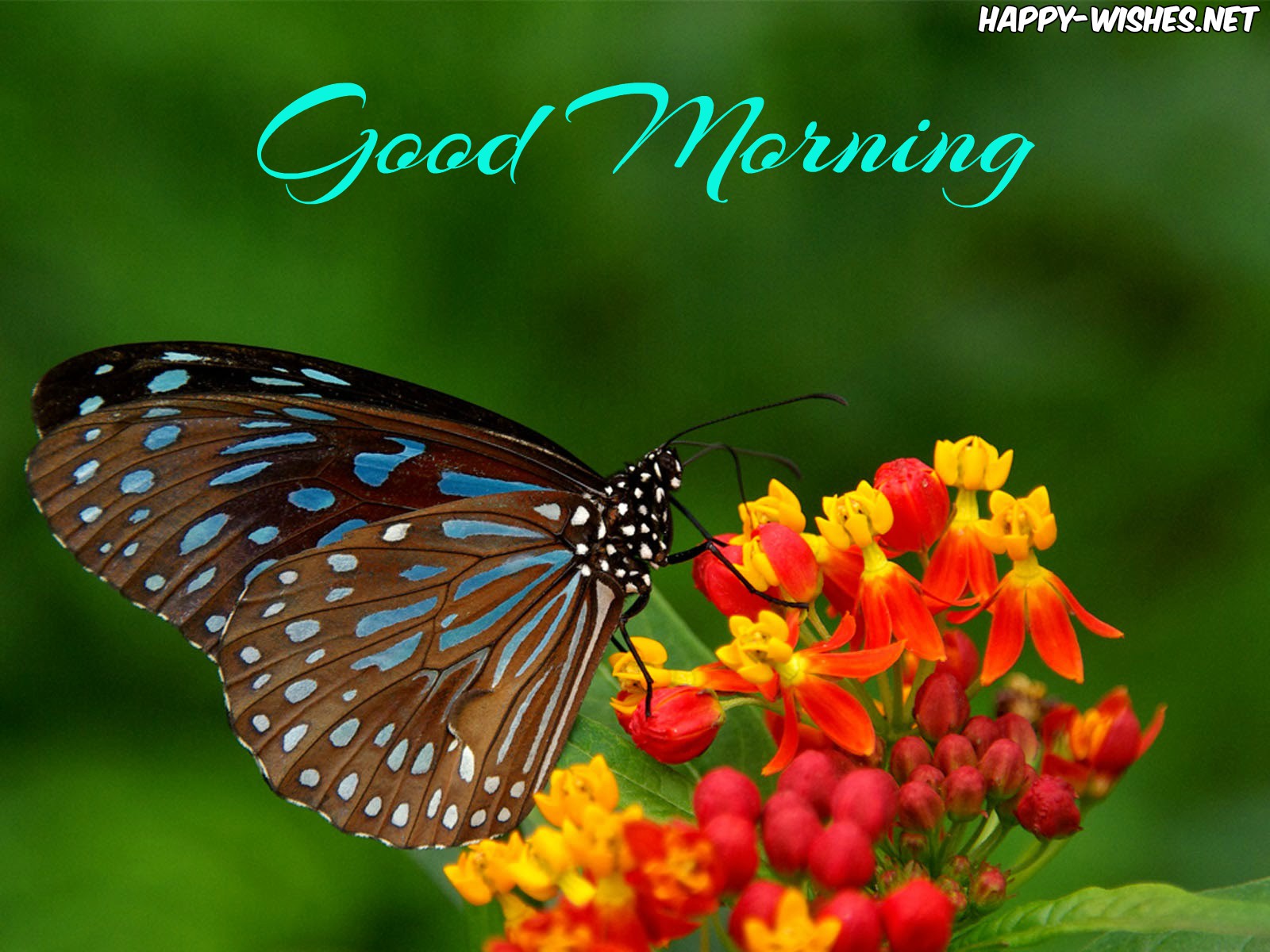 Good Morning Wishes Beautiful Butterfly images