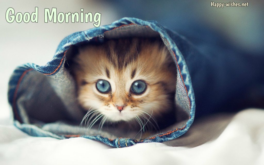 Good Morning Wishes For Cat Lovers images Pictures