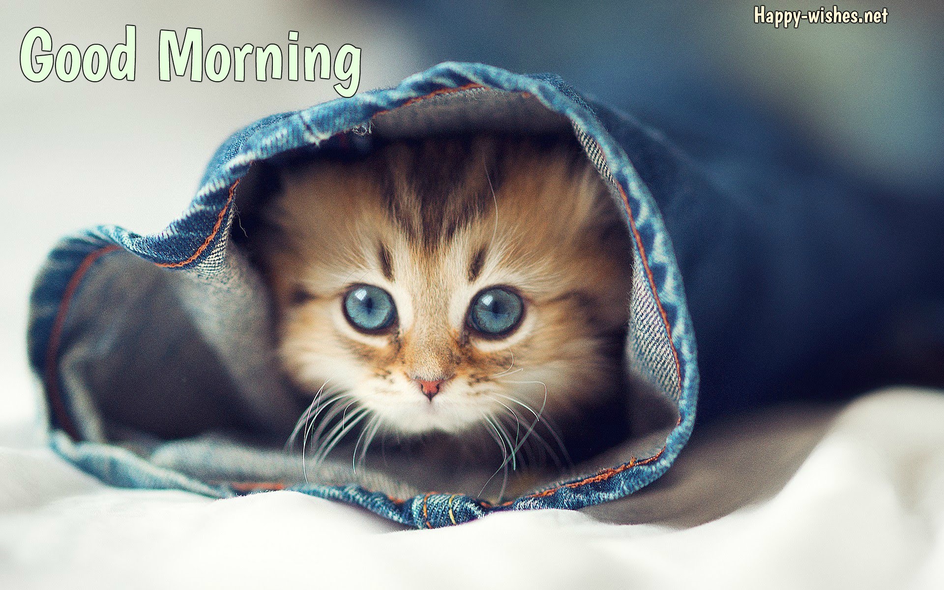 40 Good Morning Wishes For Cat Lovers Images Pictures