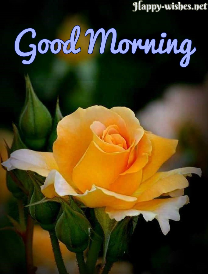 Good Morning Wishes With Yellow Rose Pictures