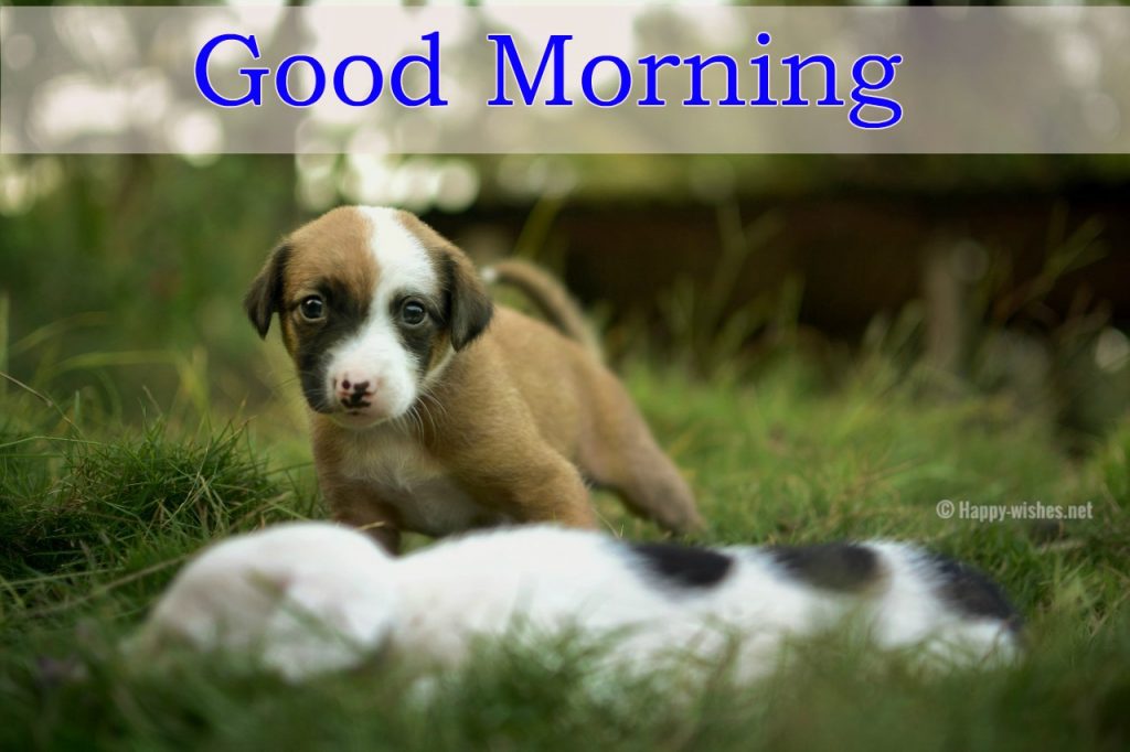 Good Morning Wishes for puppy lovers