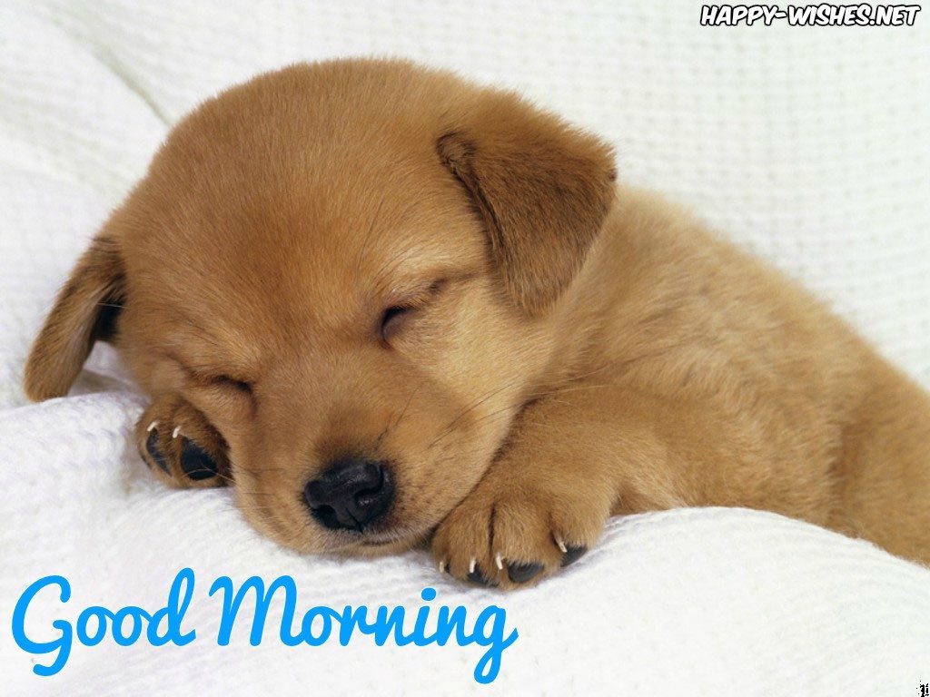 Good MorningImages for Puppy Lovers Cute dog